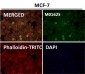 Anti-SNAP25 Rabbit Monoclonal Antibody